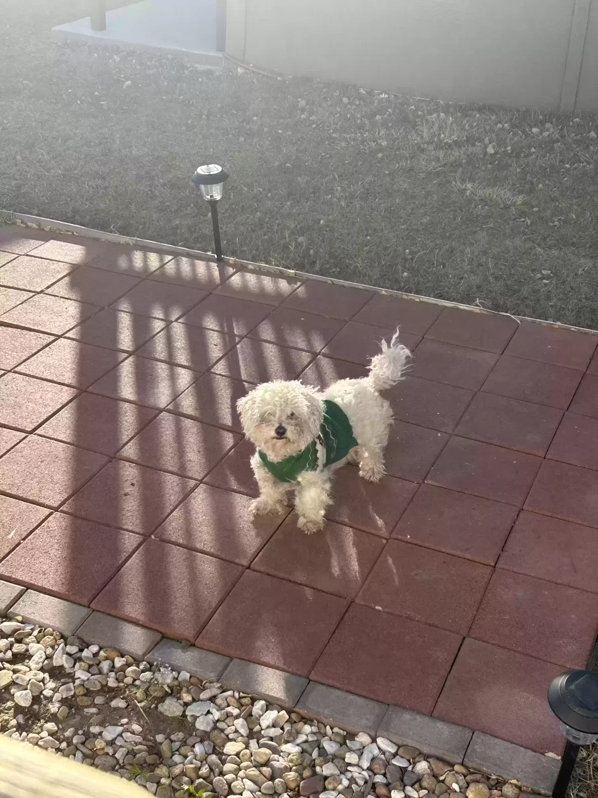 Lost dog in Denver, CO, 80260