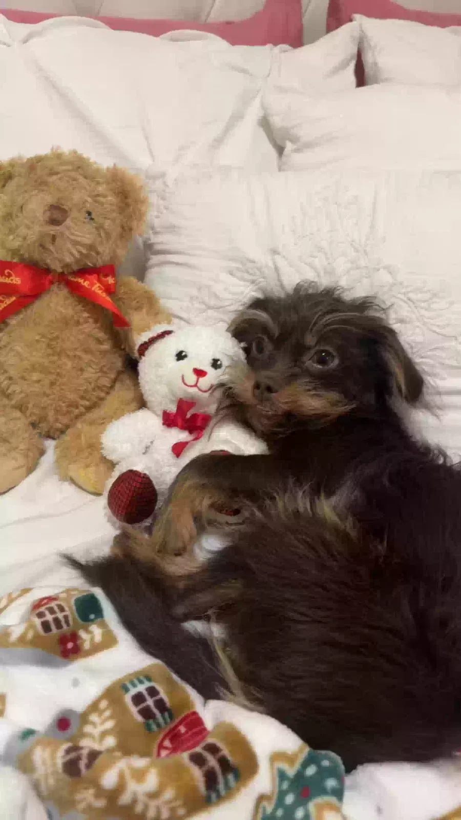 Lost dog in Baltimore, MD, 21223