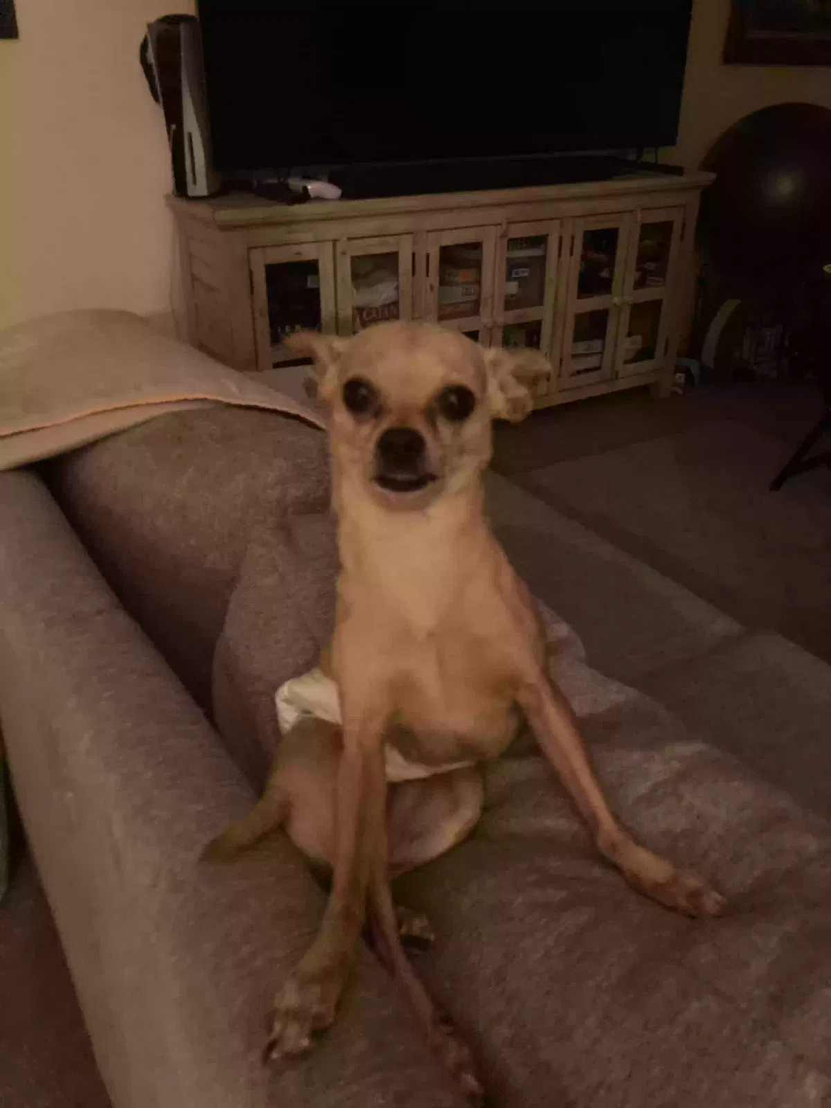 Lost dog in Tucson, AZ, 85741