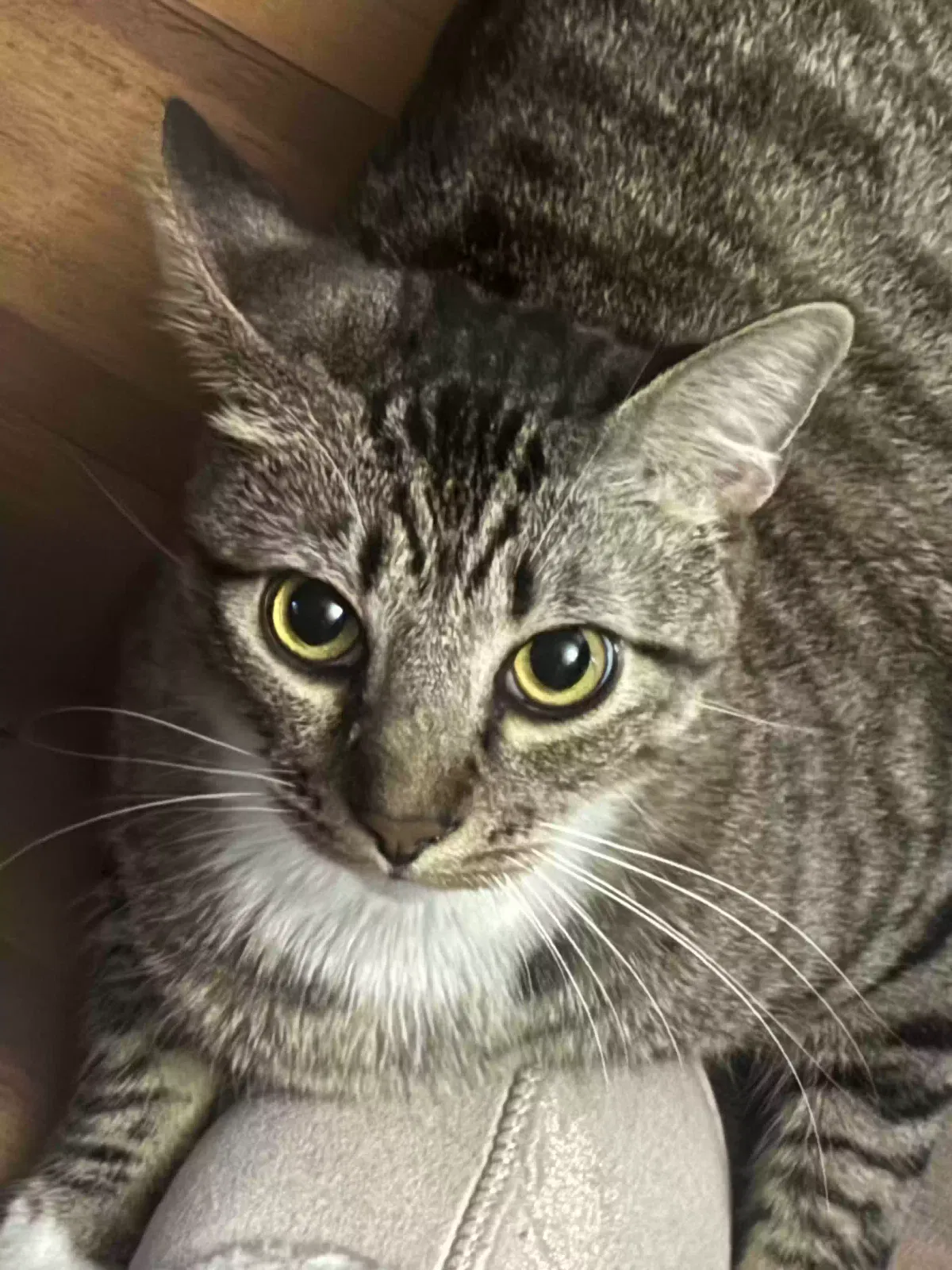 Lost cat in Arlington, TX, 76001