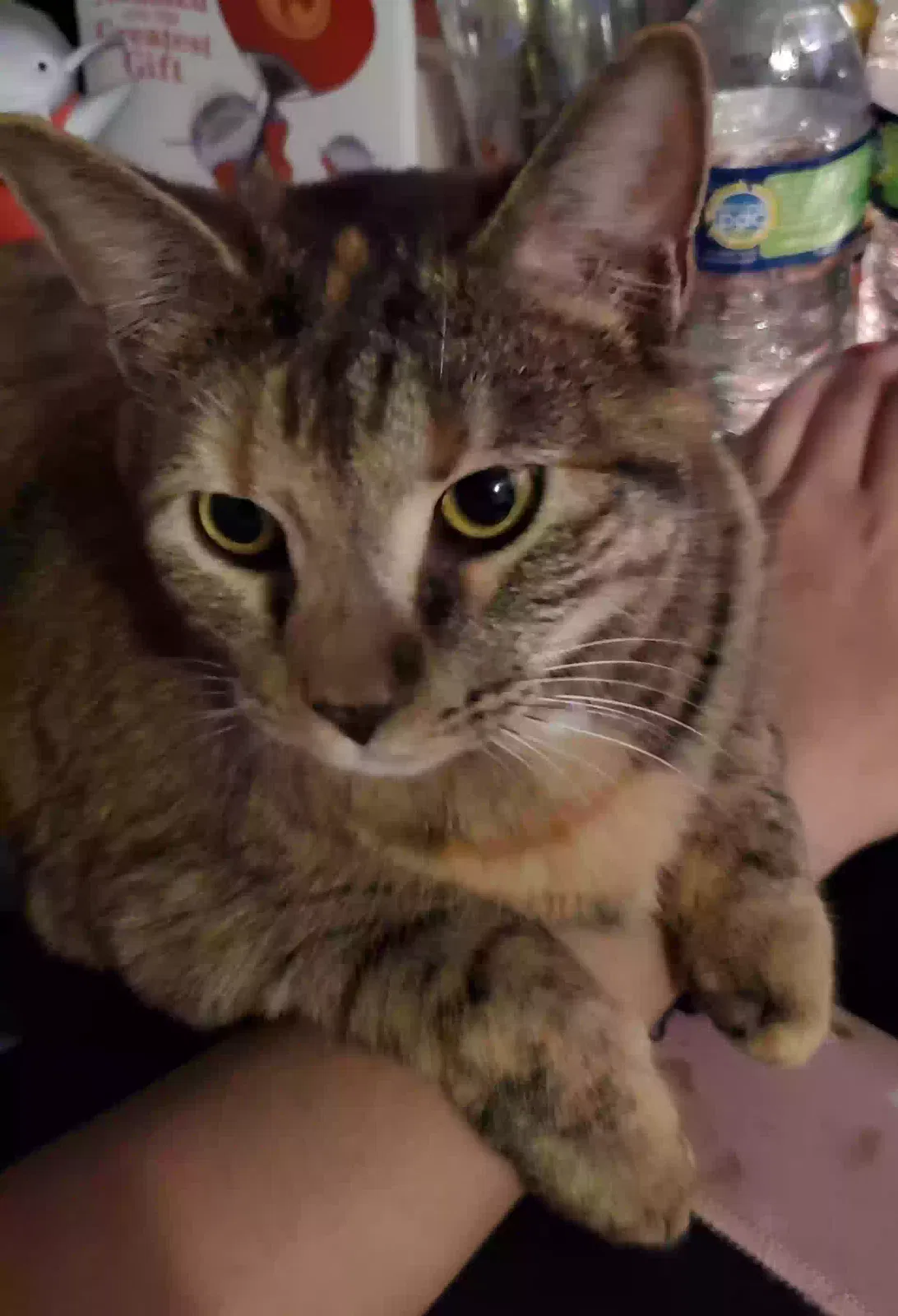 Lost cat in Locust Grove, GA, 30248