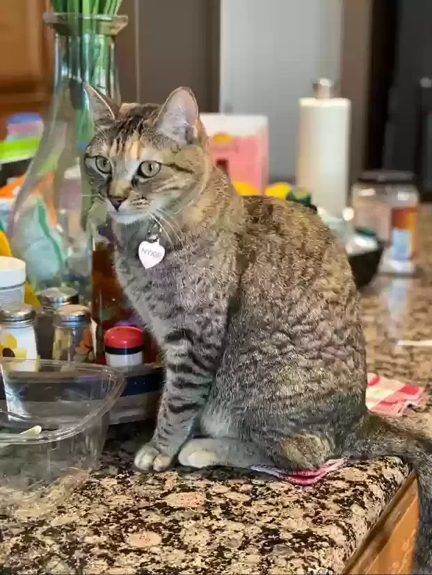 Lost cat in Moreno Valley, CA, 92555