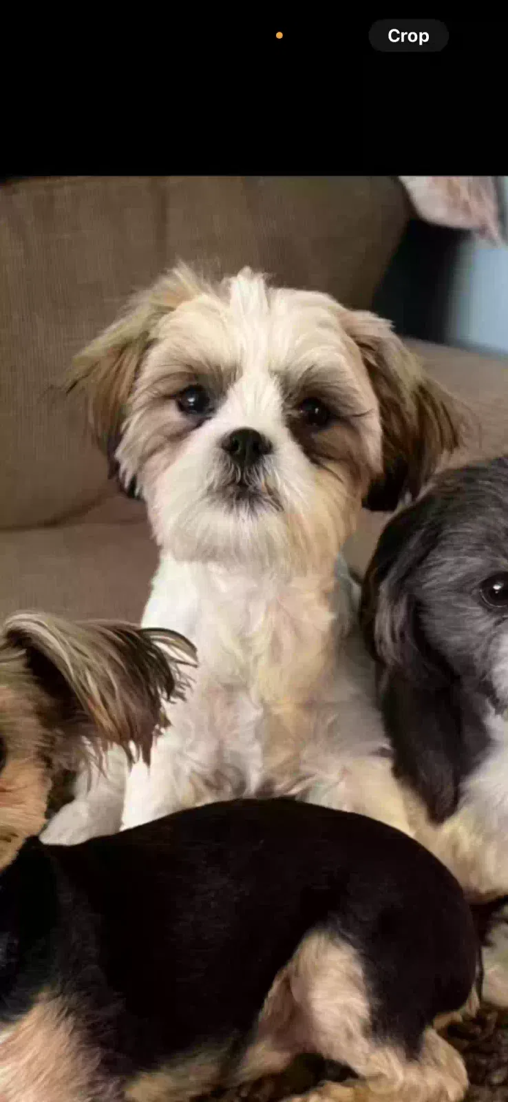 Lost dog in Clifton, NJ, 7013