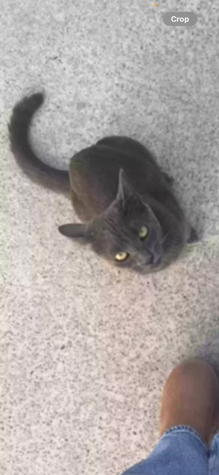 Lost cat in Winnetka, CA, 91306
