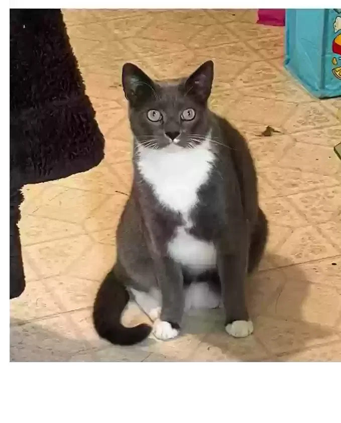 Lost cat in Simi Valley, CA, 93065