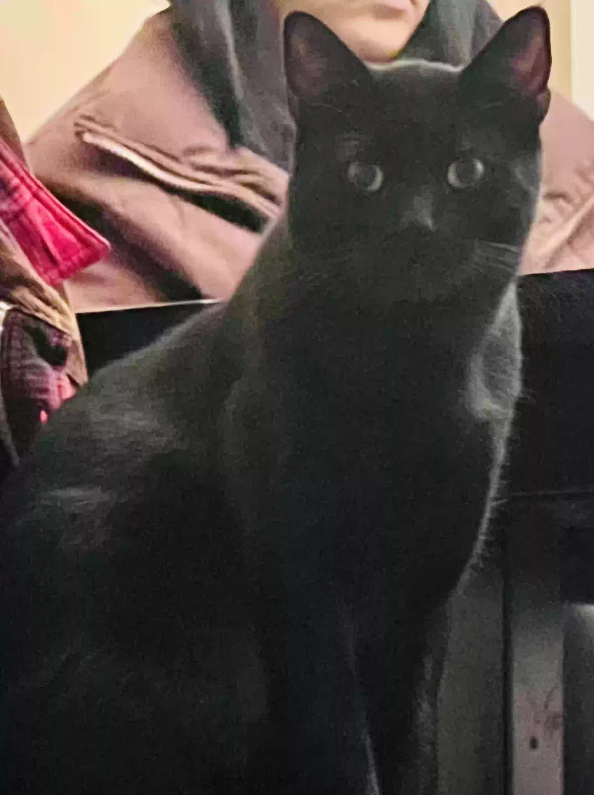 Lost cat in Alhambra, CA, 91803