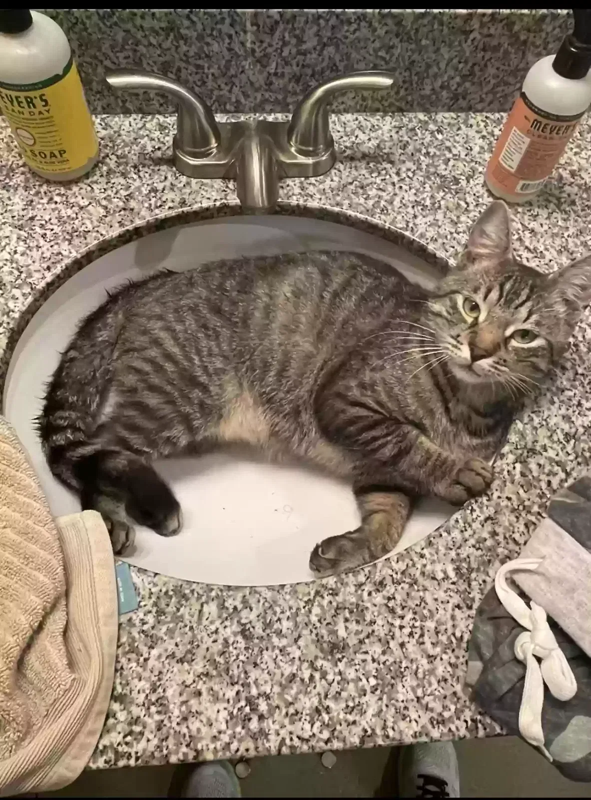 Lost cat in Greensboro, NC, 27406