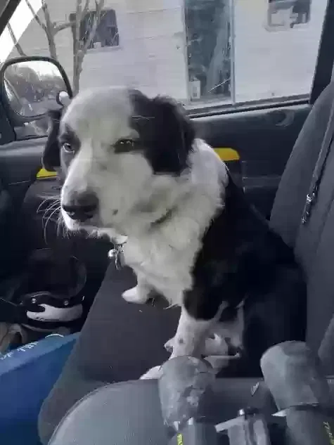Lost dog in Waco, TX, 76705