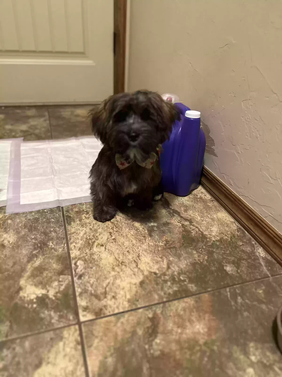 Lost dog in Oklahoma City, OK, 73160
