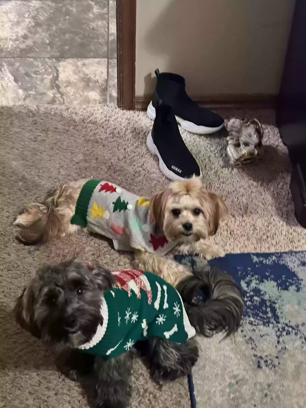 Lost dog in Oklahoma City, OK, 73160