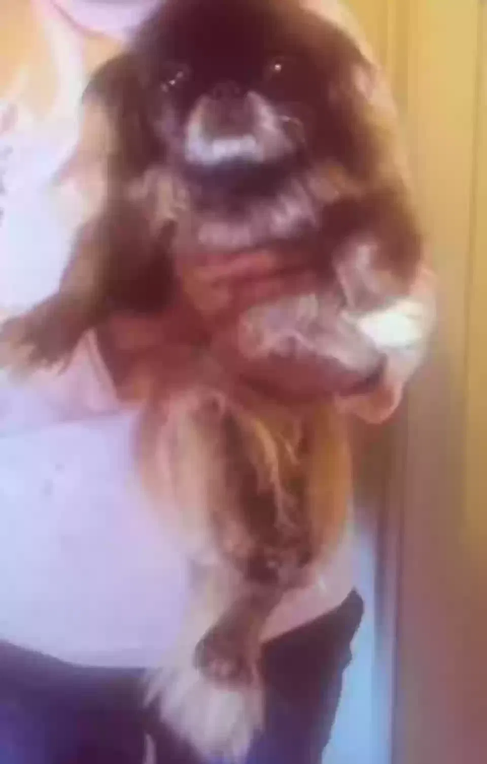 Lost dog in Baltimore, MD, 21212