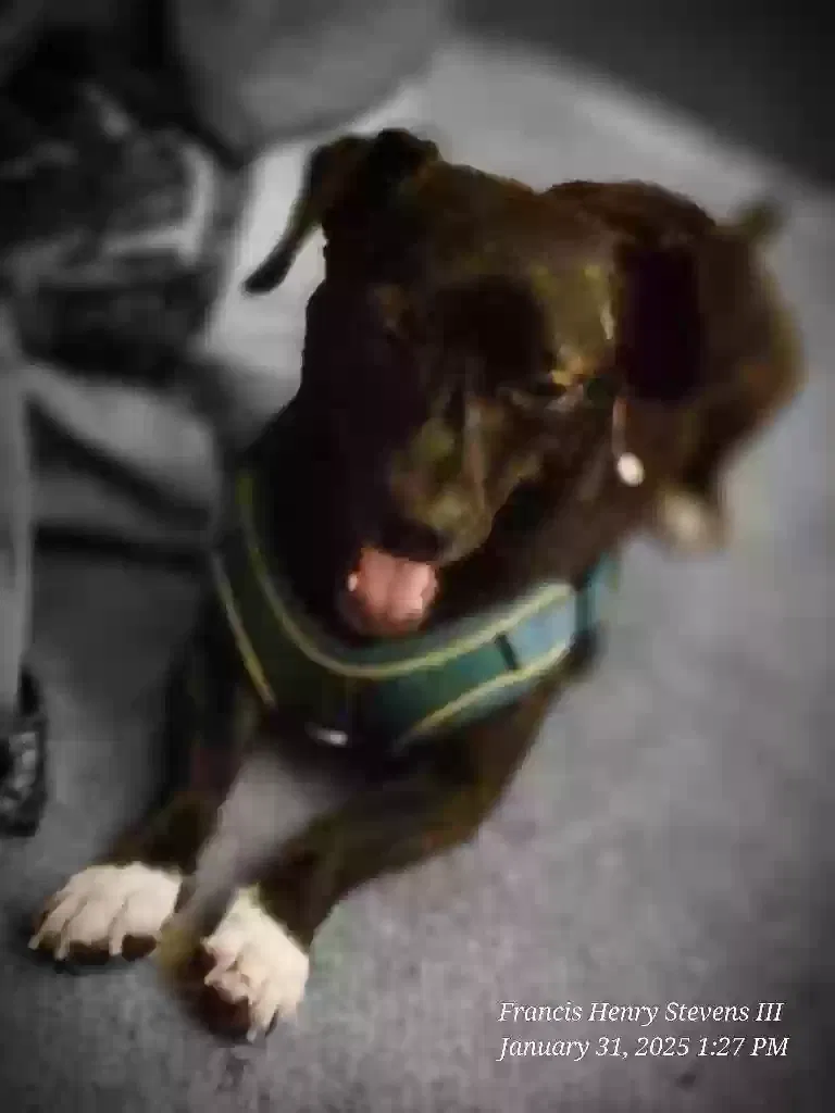 Lost dog in Boulder, CO, 80301