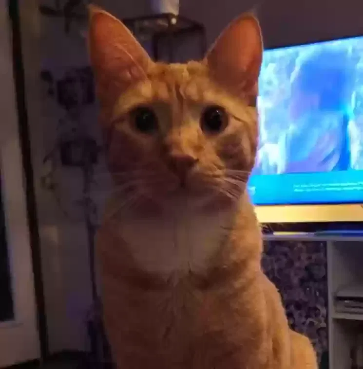 Lost cat in Spring, TX, 77373