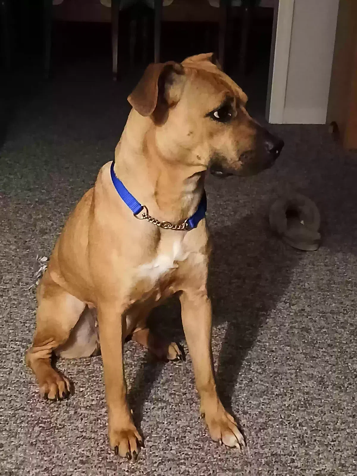 Found dog in Ramer, AL, 36069