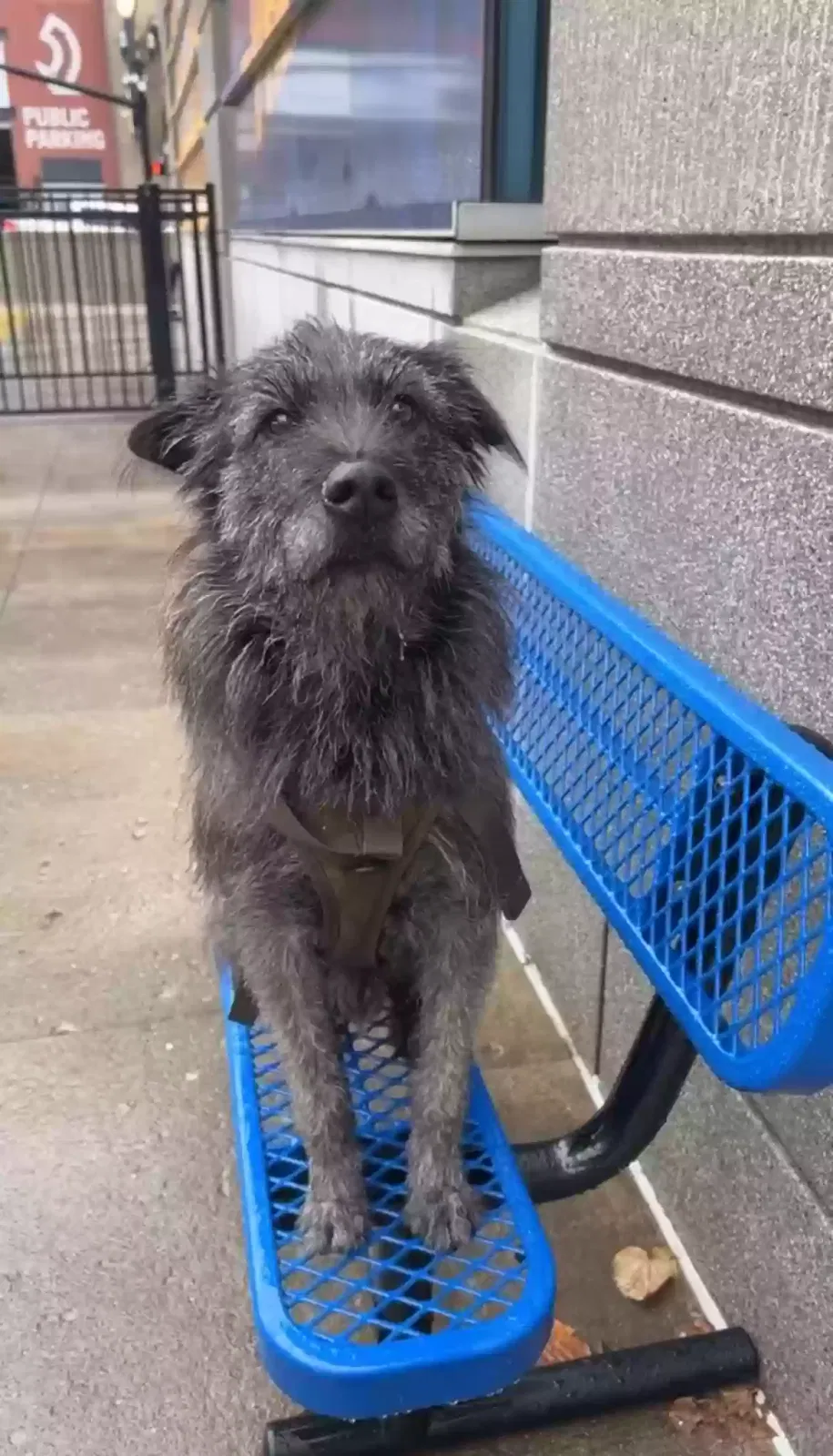 Lost dog in Nashville, TN, 37203