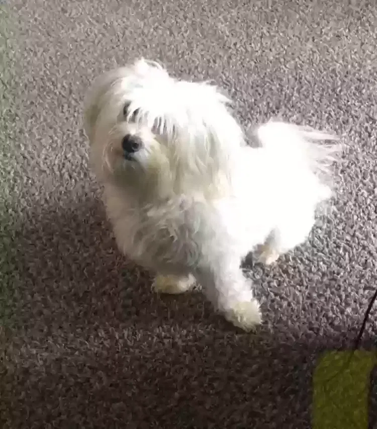 Lost dog in Winston Salem, NC, 27105