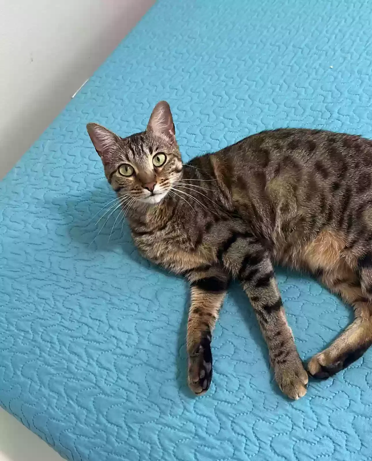Lost cat in Orlando, FL, 32825