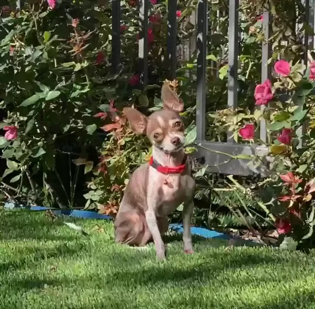 Lost dog in Dallas, TX, 75201