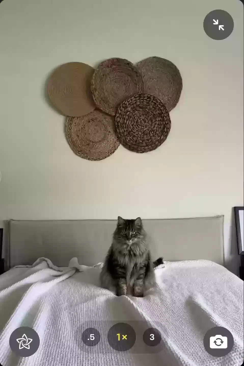 Lost cat in Sanford, NC, 27330
