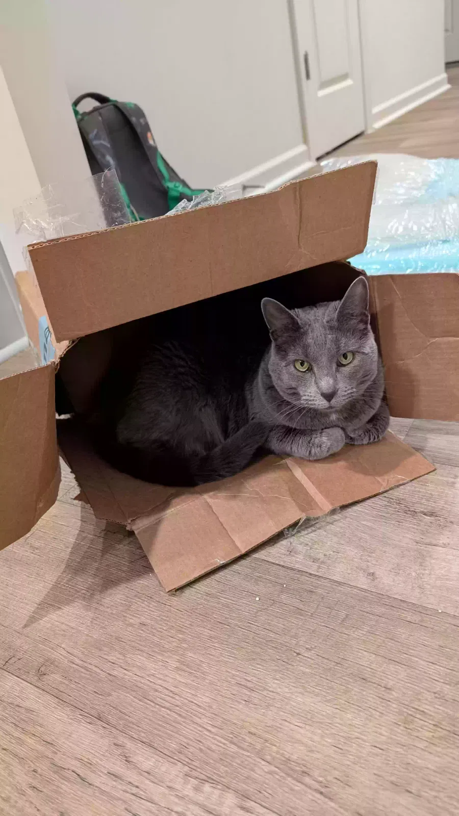Lost cat in Lexington, NC, 27295