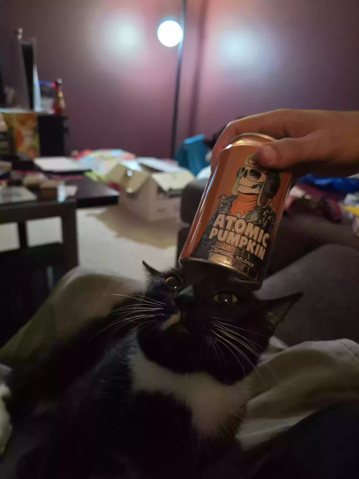 Lost cat in Lancaster, PA, 17603