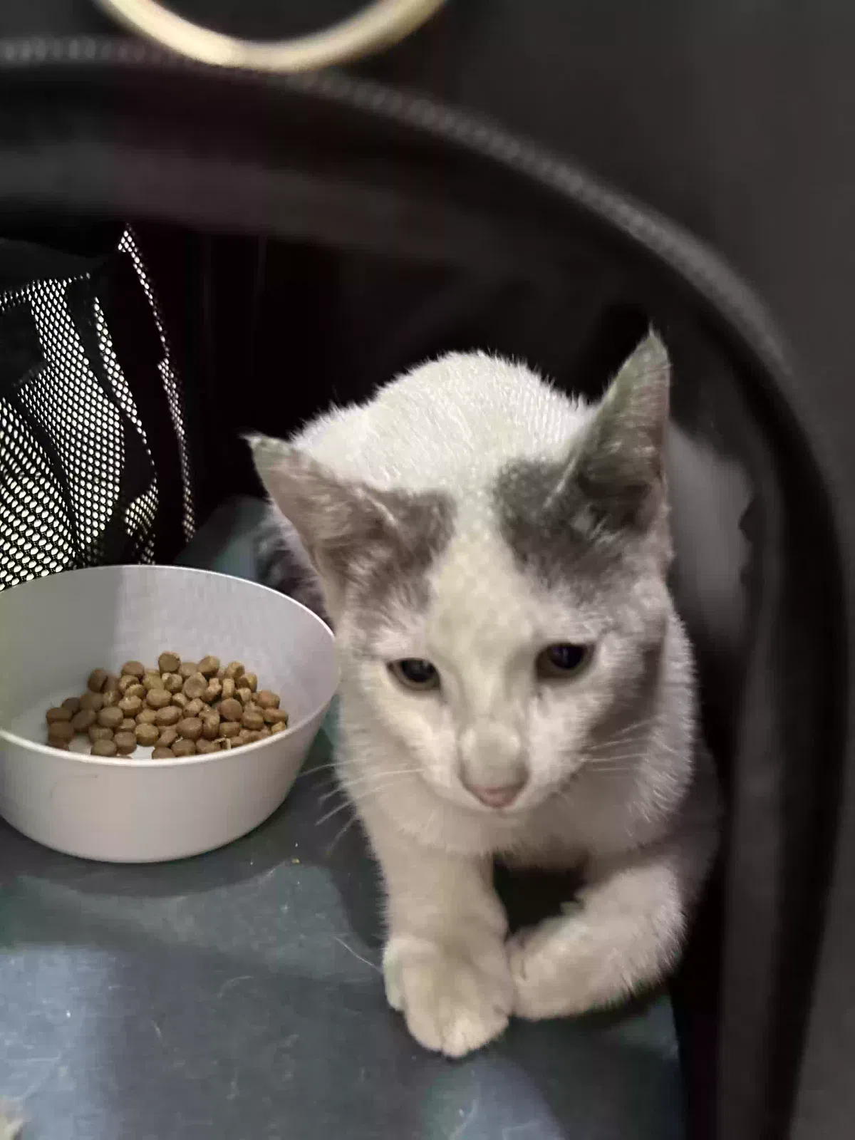 Lost cat in South San Francisco, CA, 94080