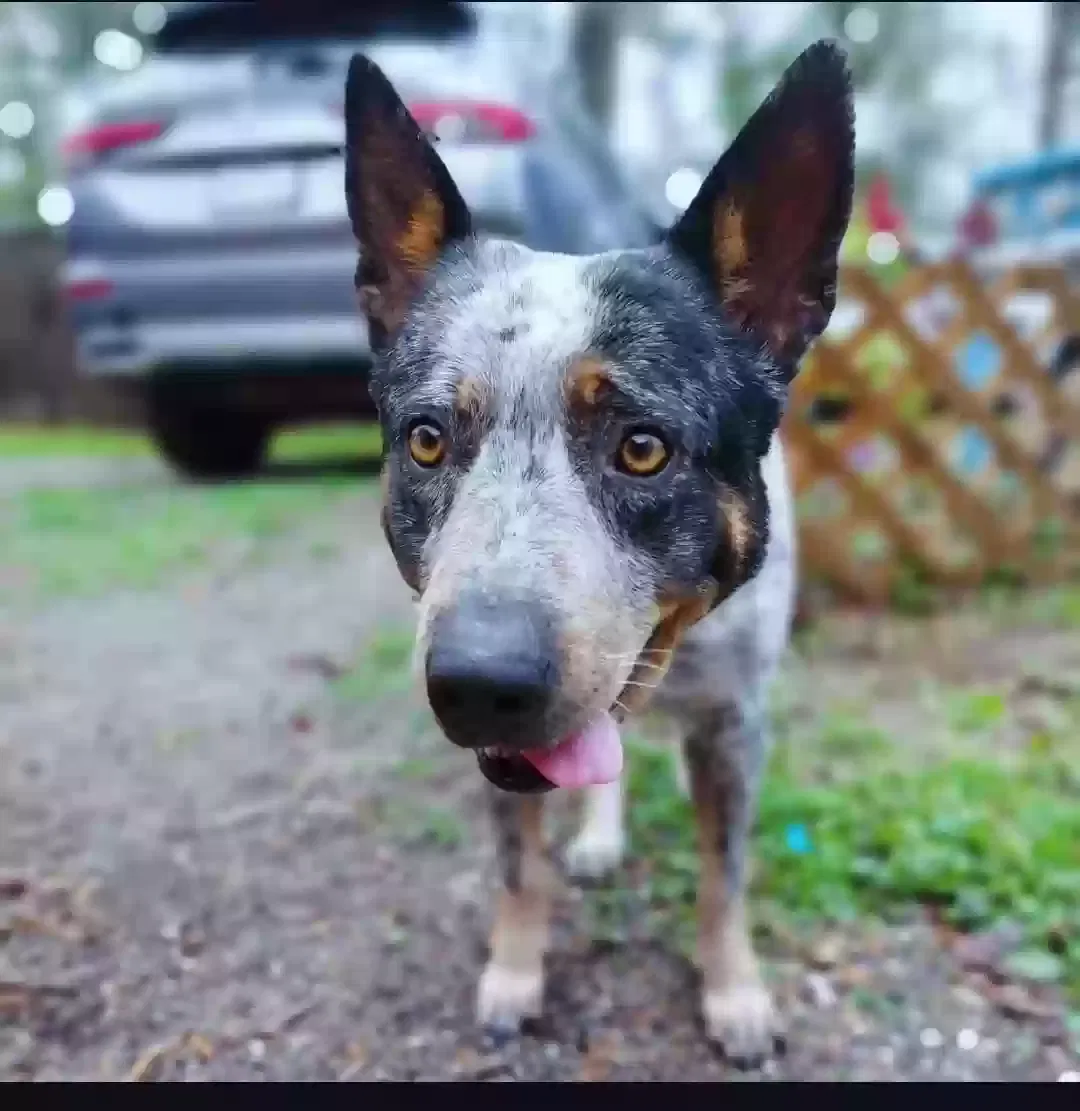 Lost dog in Jacksonville, FL, 32244