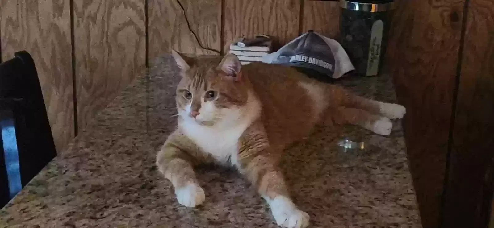 Lost cat in Orland Park, IL, 60467