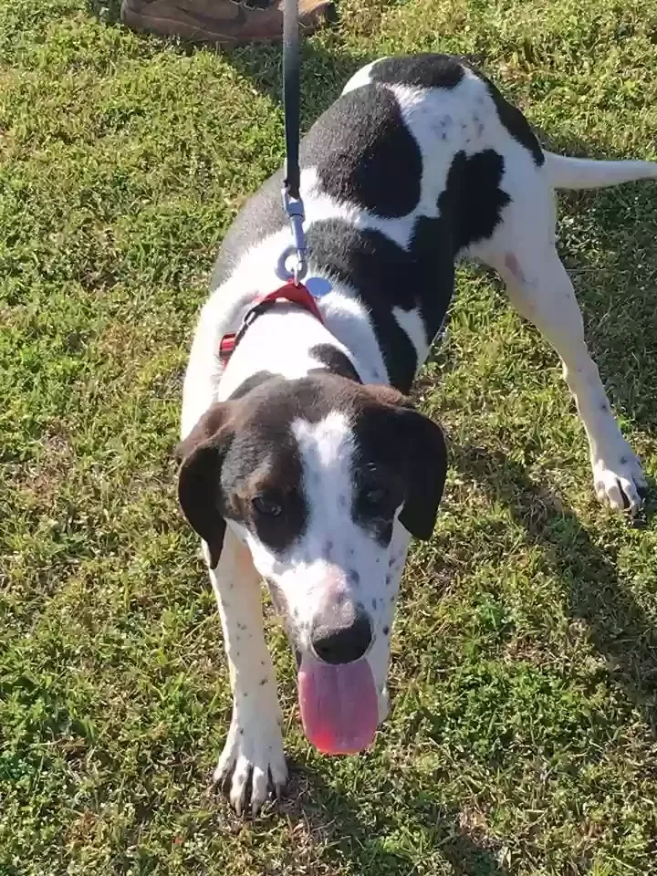Lost dog in Fayette, AL, 35555