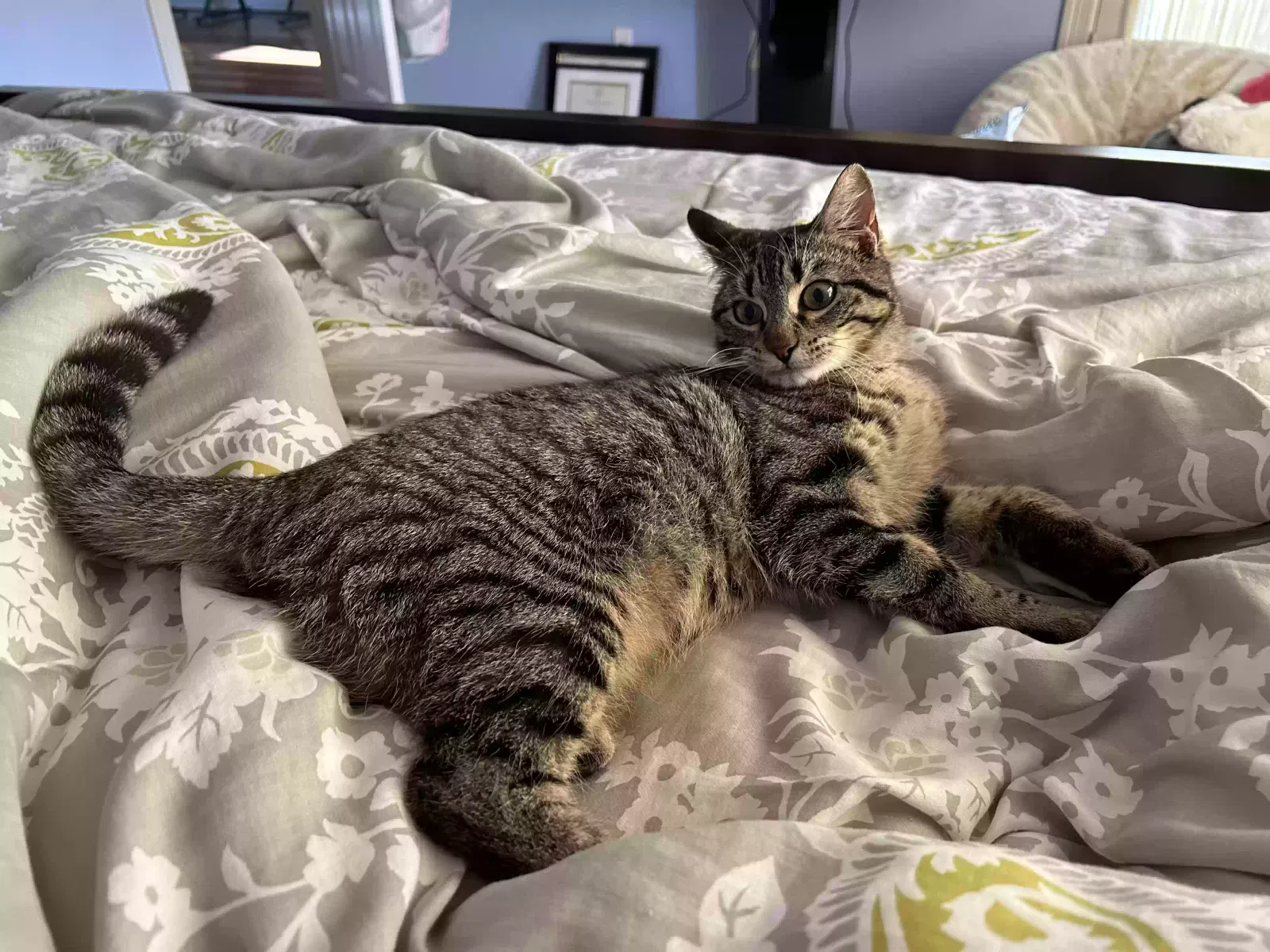 Lost cat in Sugar Land, TX, 77479