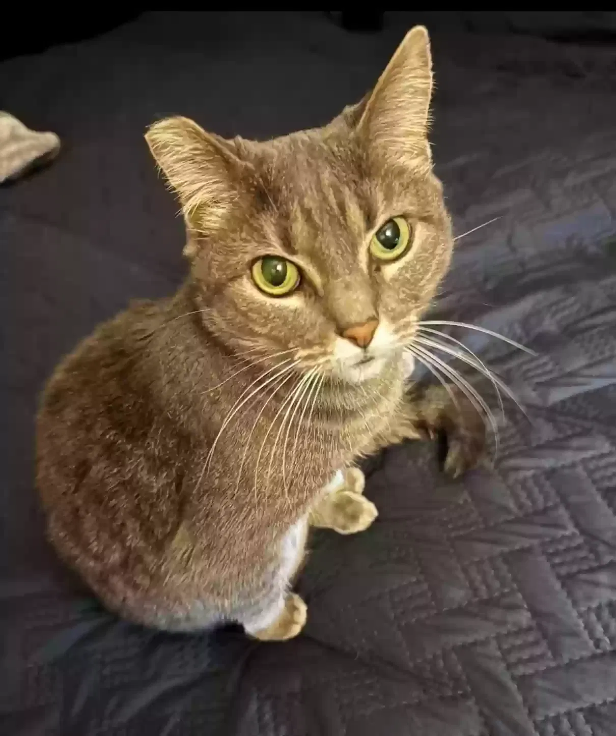 Lost cat in Santa Rosa, CA, 95401