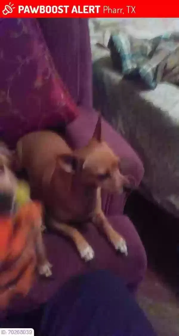 Lost dog in Unknown, TX, 74584