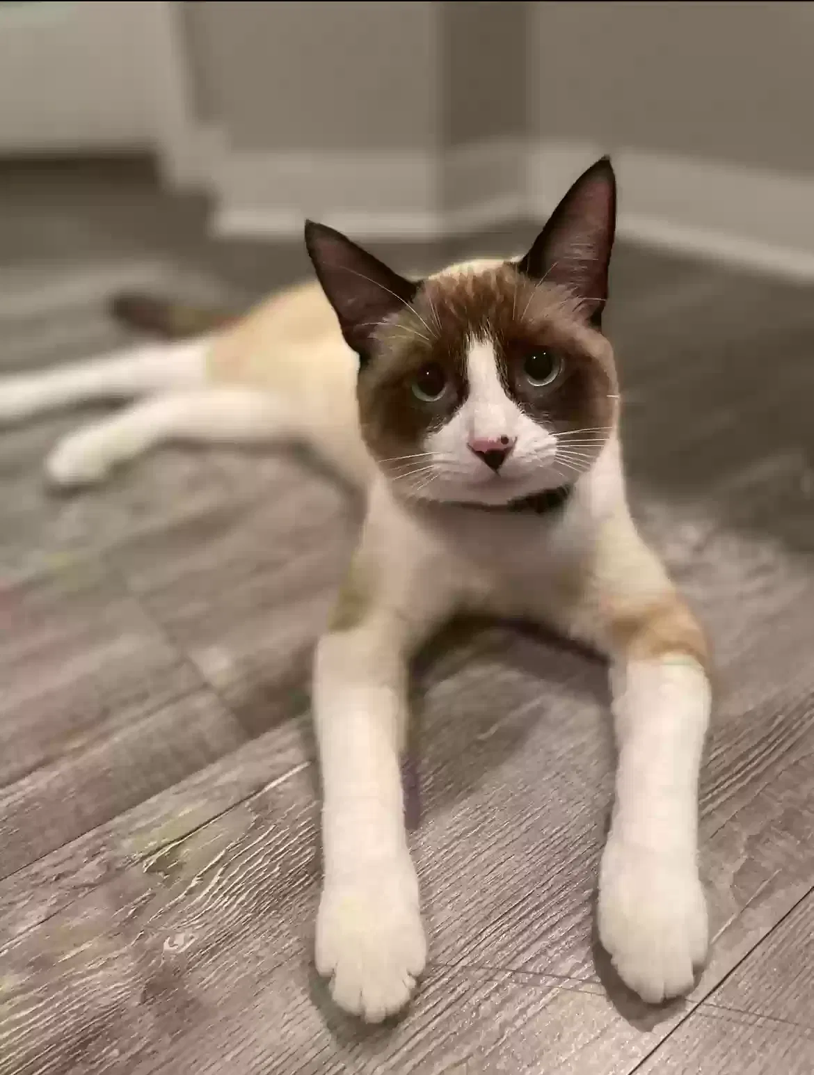 Lost cat in Avondale, AZ, 85392