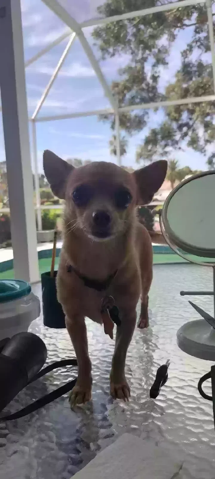 Lost dog in Sarasota, FL, 34238