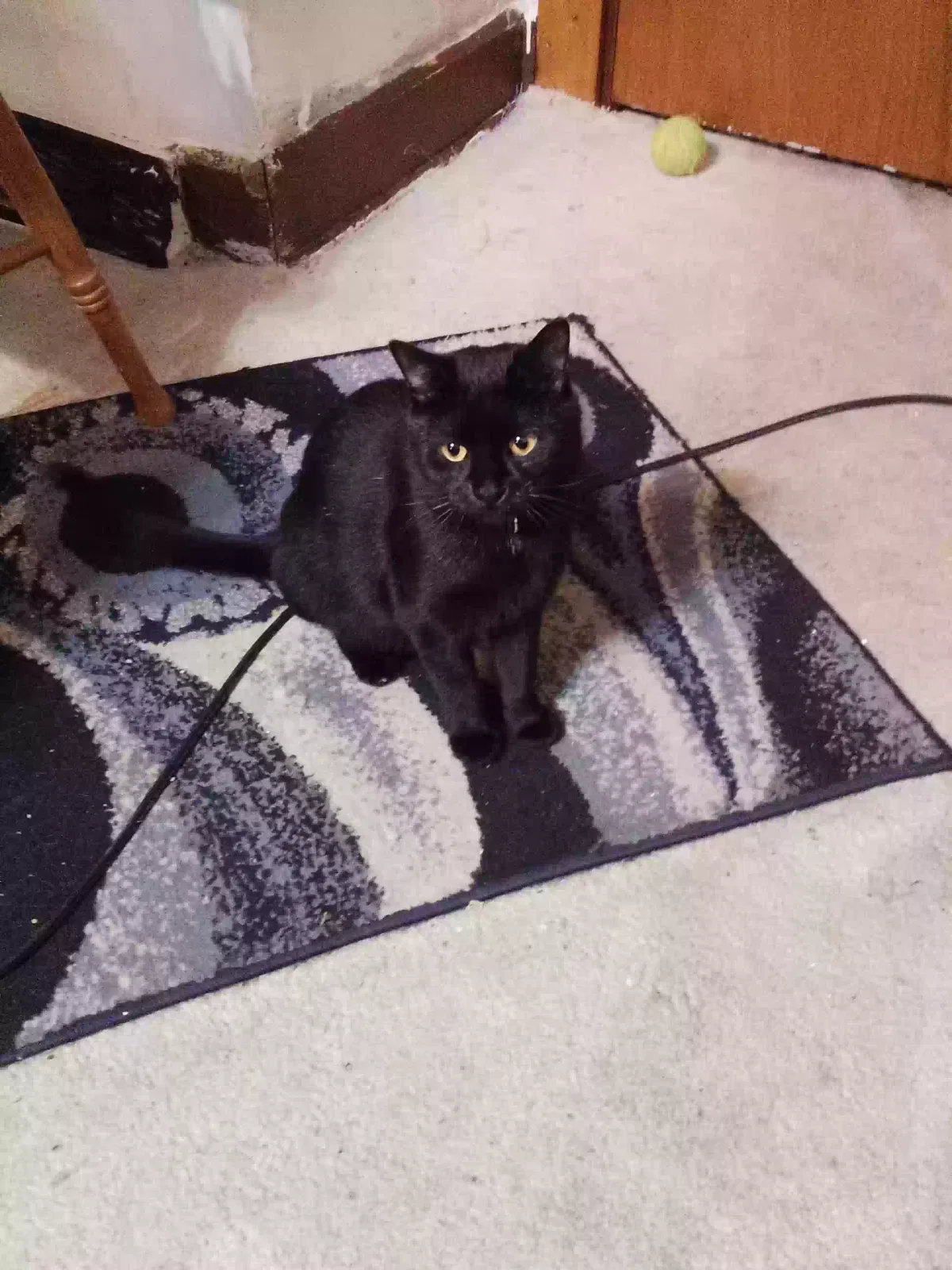 Lost cat in Akron, OH, 44306