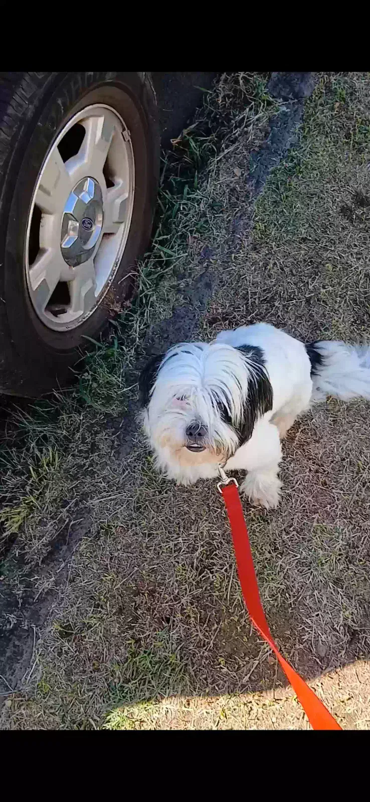 Lost dog in Honolulu, HI, 96822