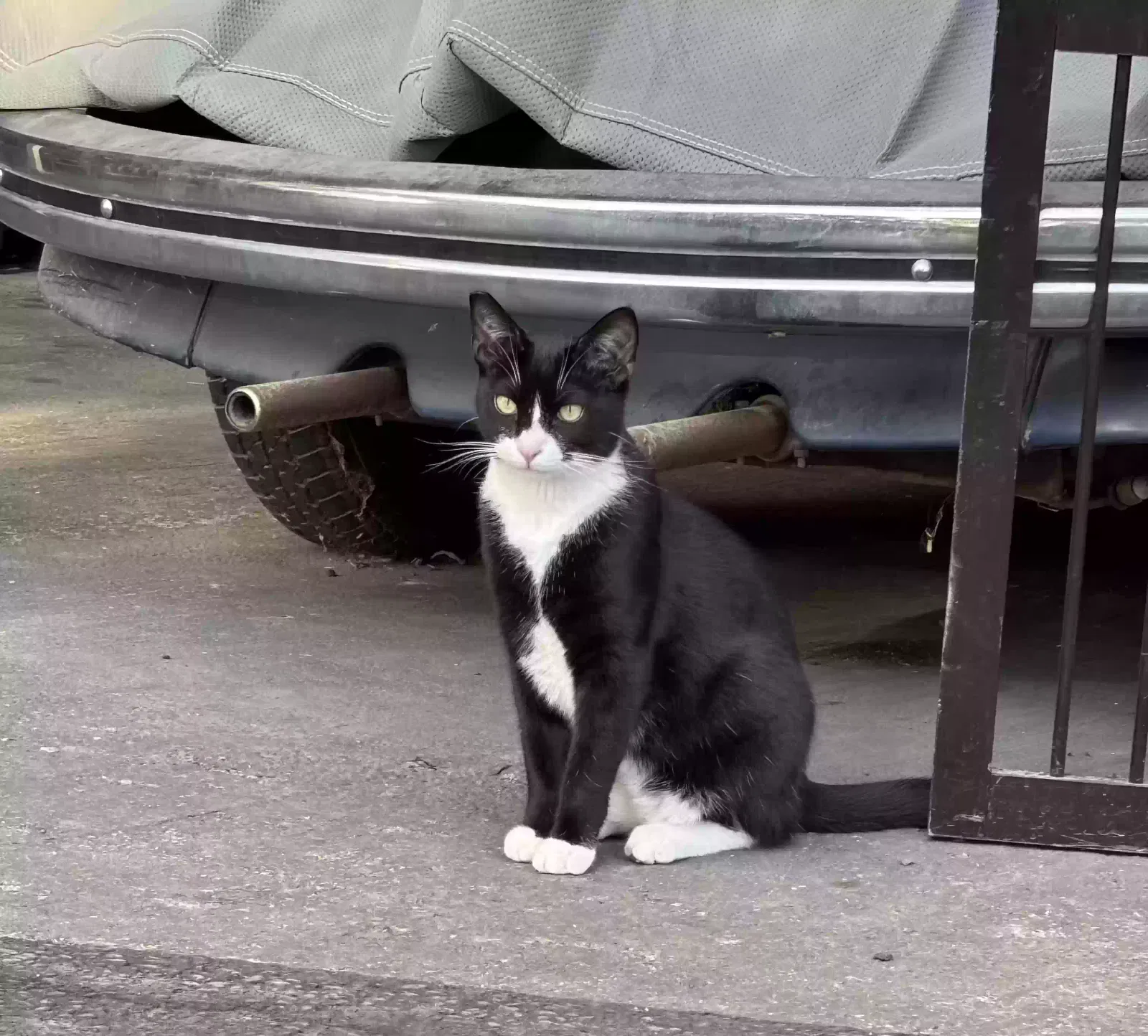 Lost cat in Rancho Palos Verdes, CA, 90275