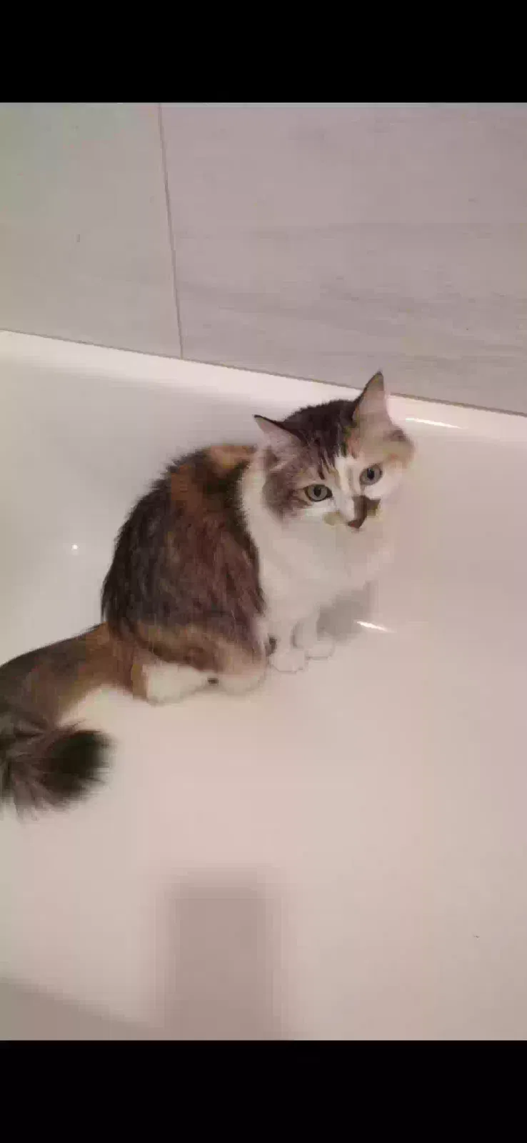 Lost cat in Palm Springs, CA, 92262