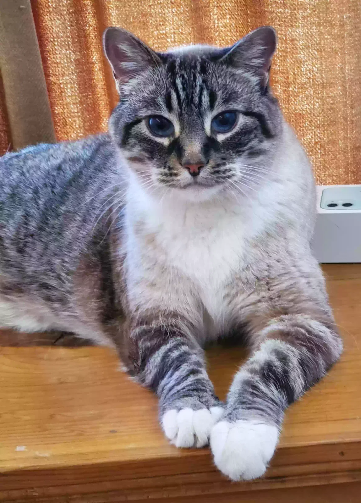 Lost cat in Albuquerque, NM, 87120