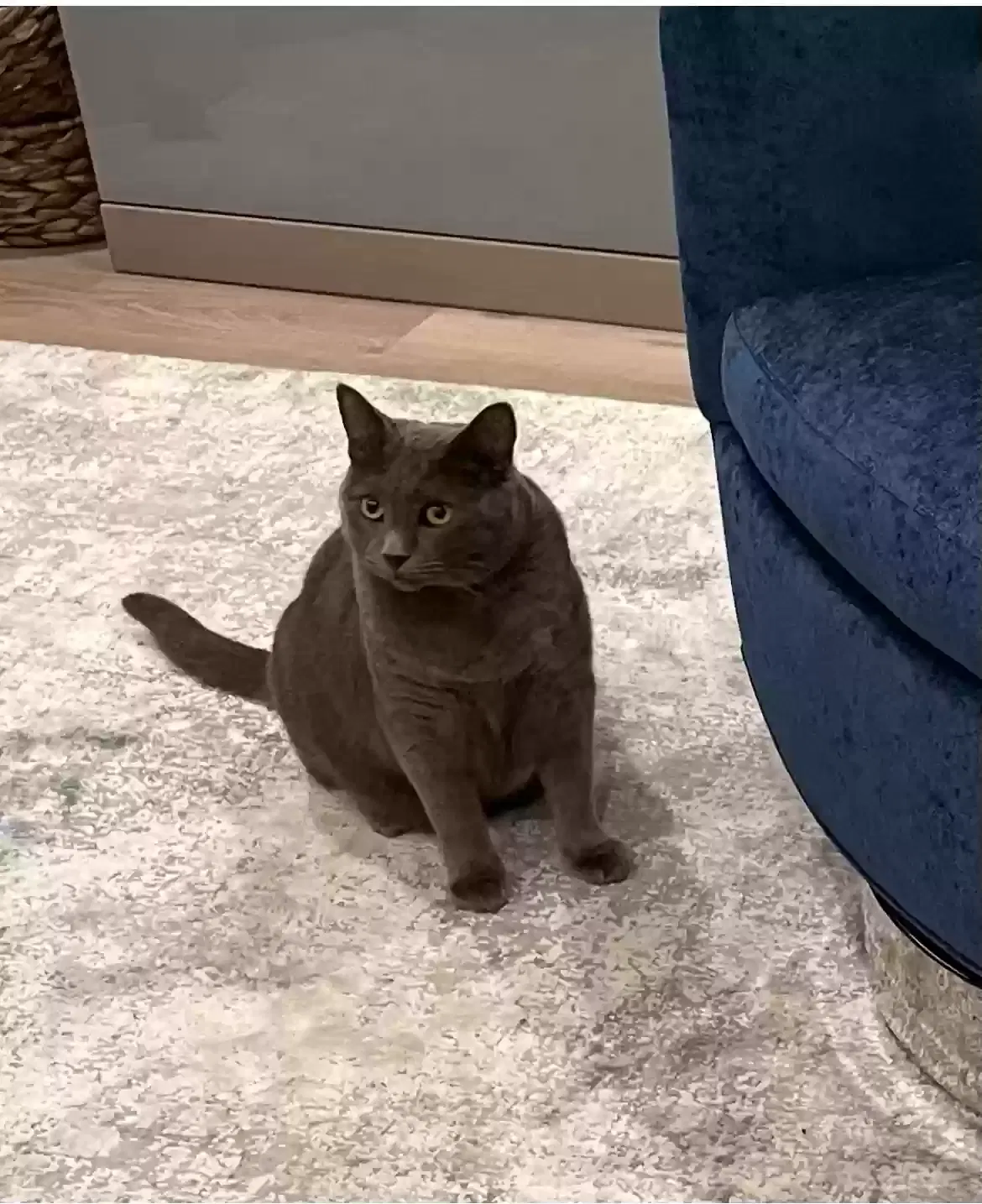 Lost cat in San Diego, CA, 92108