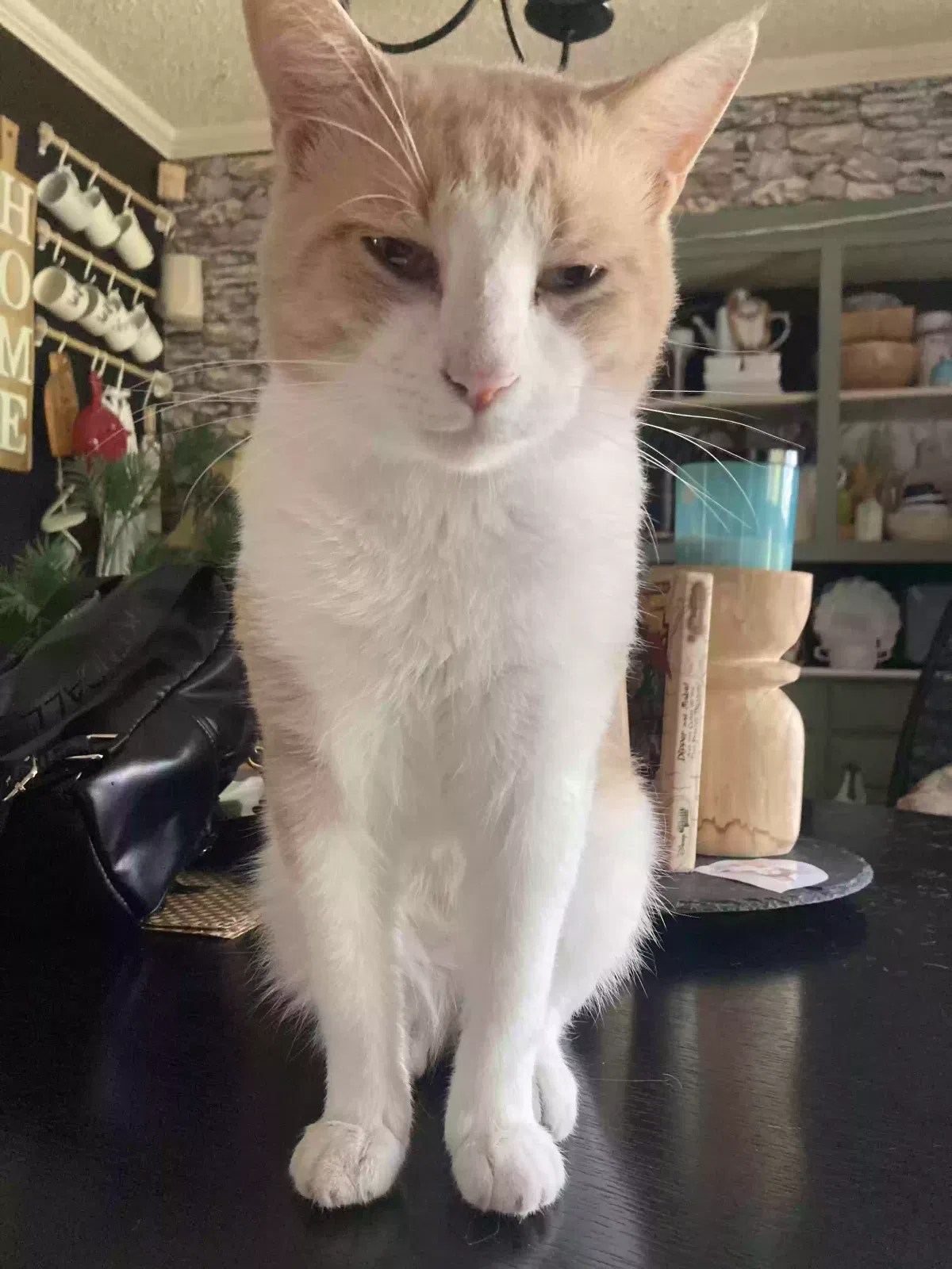 Lost cat in Waco, TX, 76710