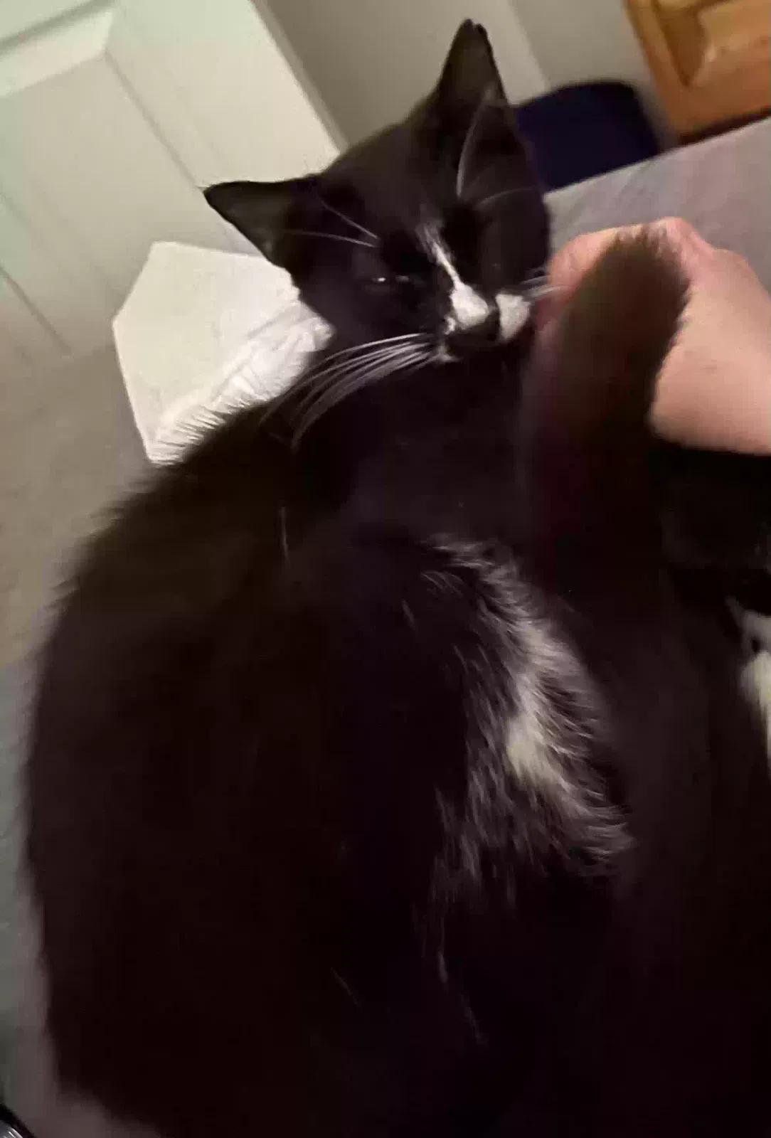 Lost cat in Goodyear, AZ, 85338