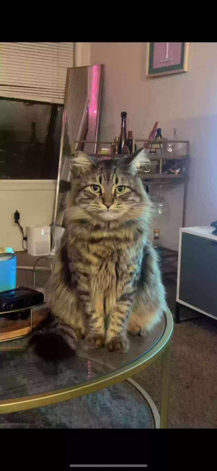 Lost cat in Tampa, FL, 33615
