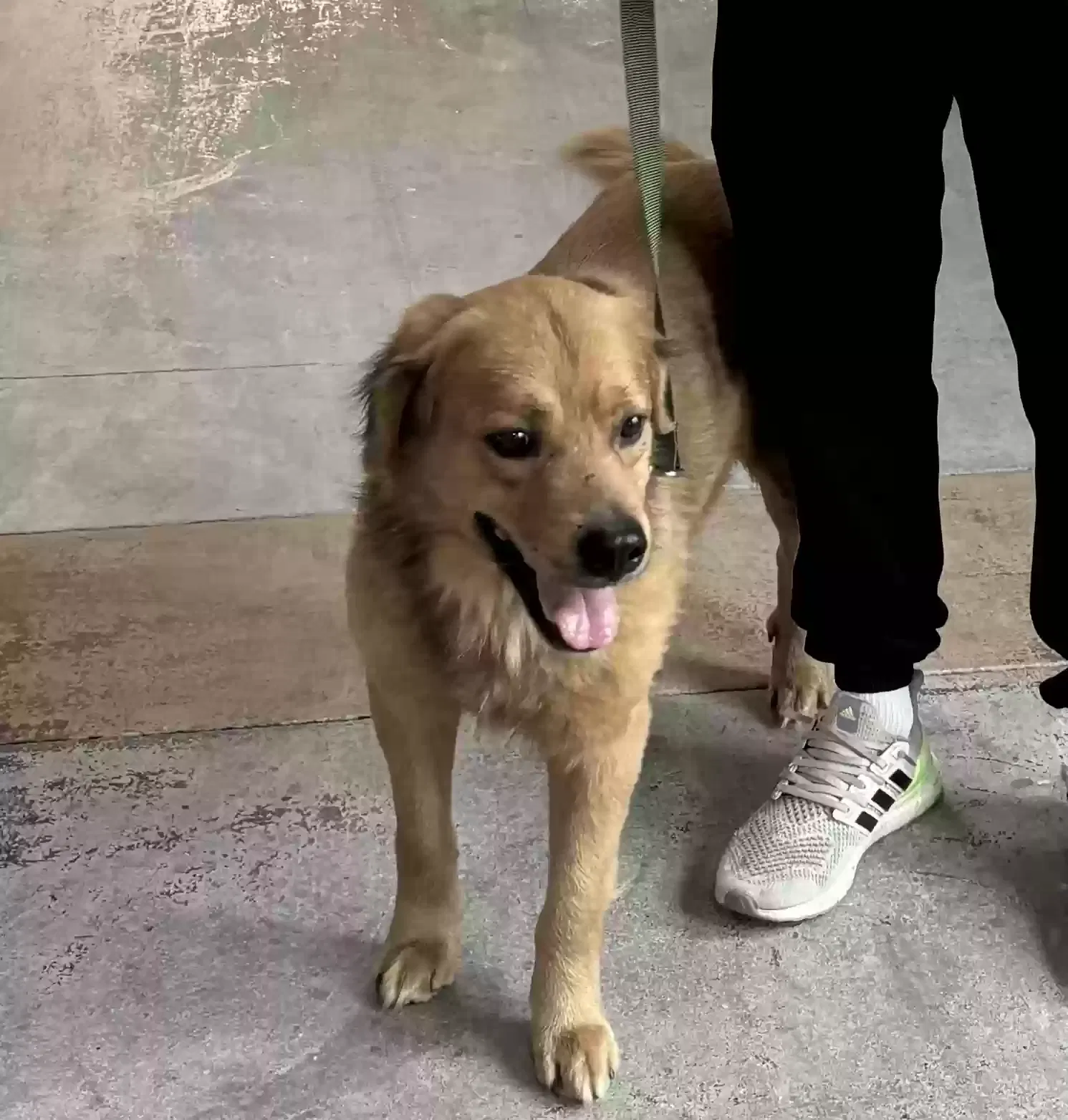 Lost dog in Fort Worth, TX, 76107