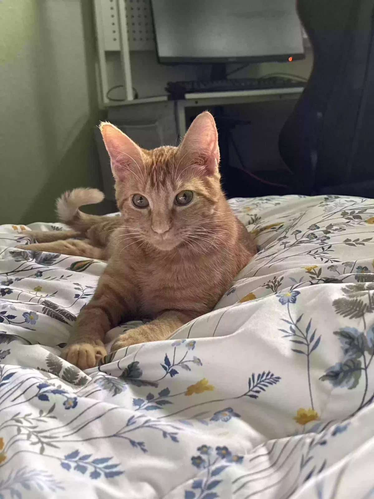 Lost cat in Richmond, TX, 77407