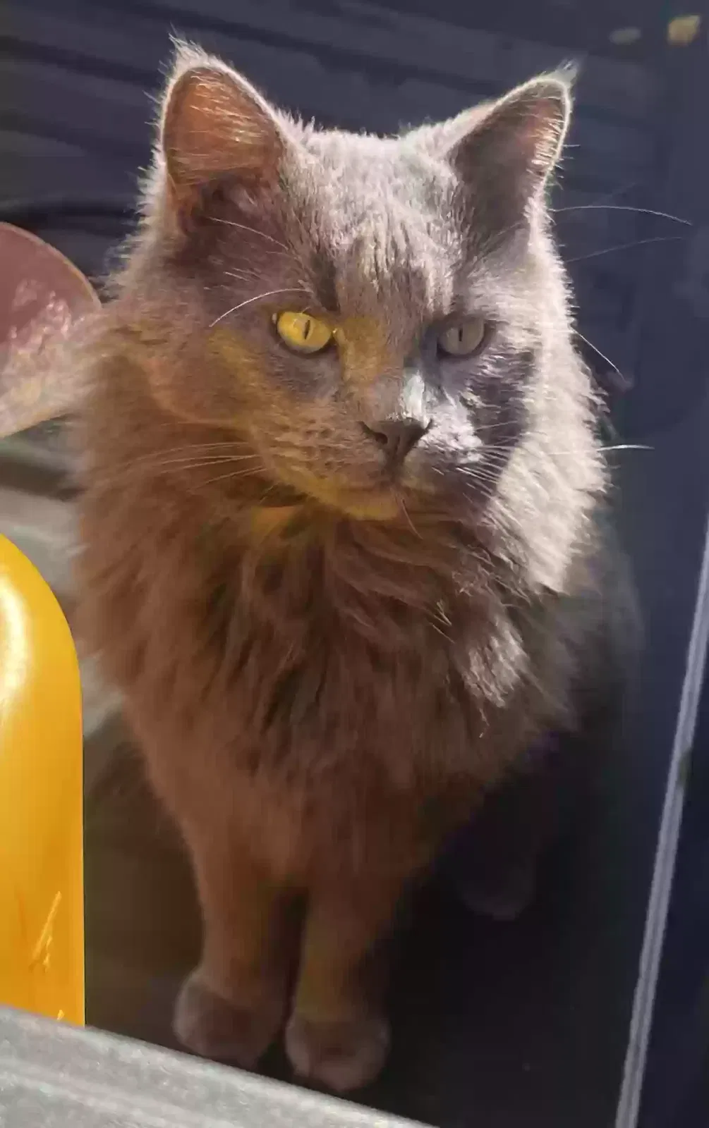 Lost cat in Felton, CA, 95018