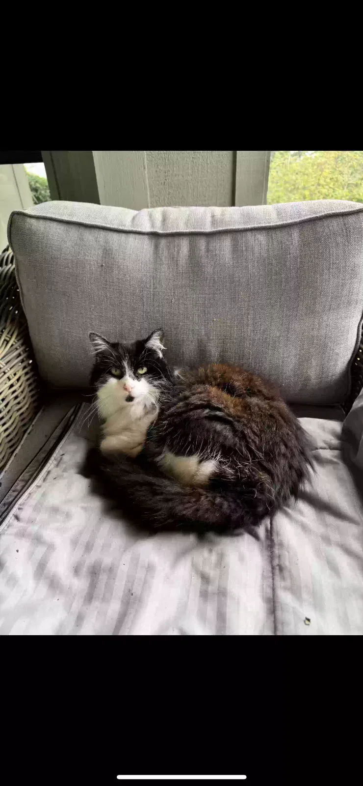 Lost cat in Portland, OR, 97229