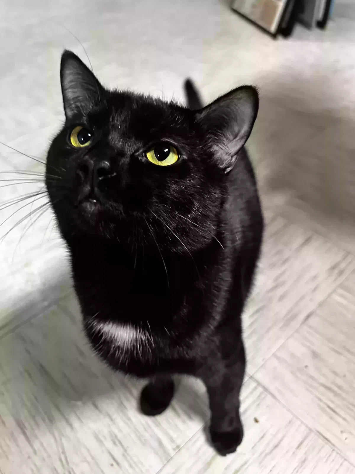 Lost cat in Gaithersburg, MD, 20879