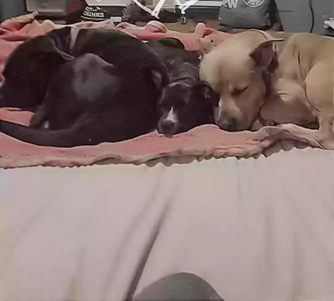 Lost dog in Oklahoma City, OK, 73106
