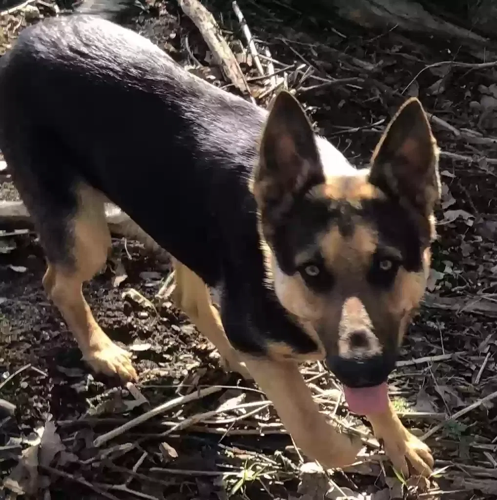 Lost dog in Ewing, KY, 41039